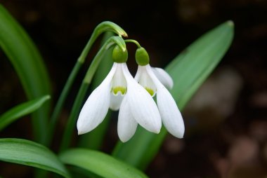 Snowdrops- spring white flowers clipart