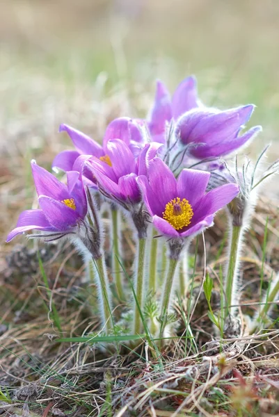 Bloemen Pasqueflower (Pulsatilla patenen) — Stockfoto