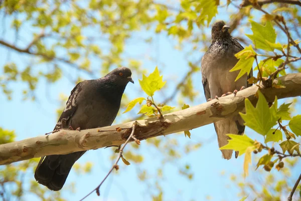 Pigeons on the branch — Stock Photo, Image