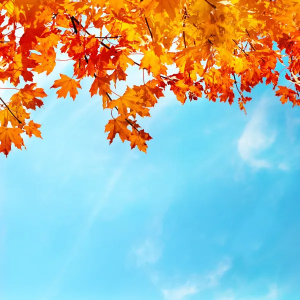 Őszi levelek Stock Kép