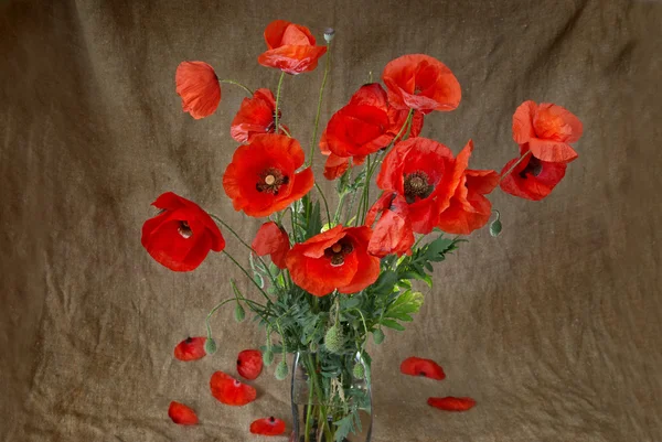 stock image Poppies in the vase