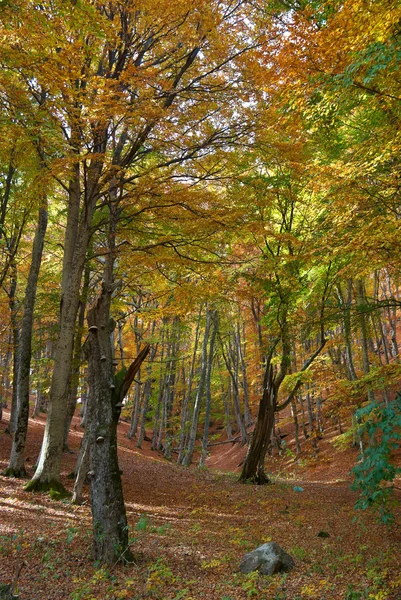 sonbahar ormanı