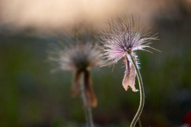 pulsatilla patens alan. Ukrayna, Kırım.