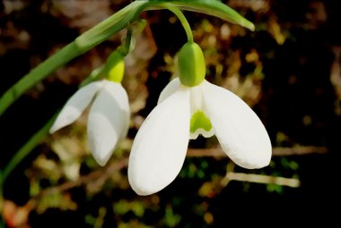 Snowdrop (Galanthus nivalis) clipart