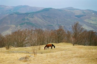 Two horses on the mountainside. clipart