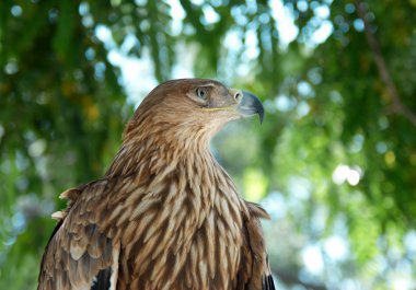A hawk eagle sitting on the tree. clipart