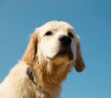 Golden retriever mavi üzerine izole edilmiş..