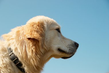 Golden retriever mavi üzerine izole edilmiş..