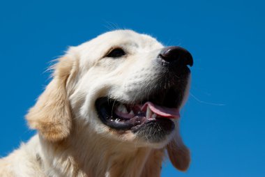 Golden retriever mavi üzerine izole edilmiş..