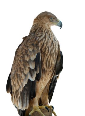 A hawk eagle sitting on the tree. clipart