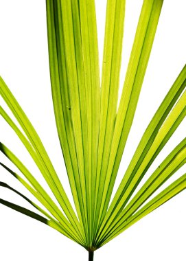 fan üzerinde beyaz izole palmiye yaprak yeşil.
