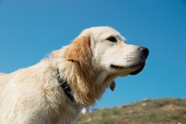 Golden retriever on the coast. clipart