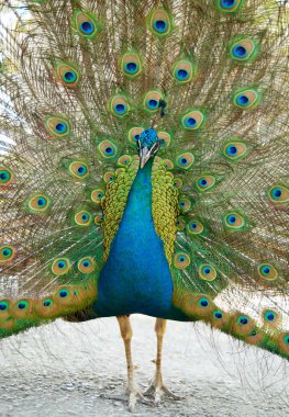 Açık trenle peacock.