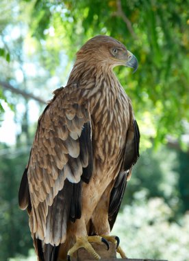 A hawk eagle sitting on the tree. clipart