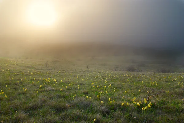 Pôr do sol debaixo do planalto. Sol acima do campo de flores amarelas . — Fotografia de Stock