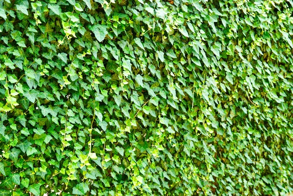 Fal a levelek. Borostyán (Hedera helix) — Stock Fotó