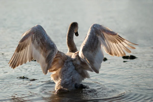 Swan. Cygnus olor. — Stockfoto