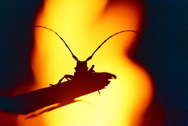 Käfer Galanthus vor dem Hintergrund des Feuers. — Stockfoto