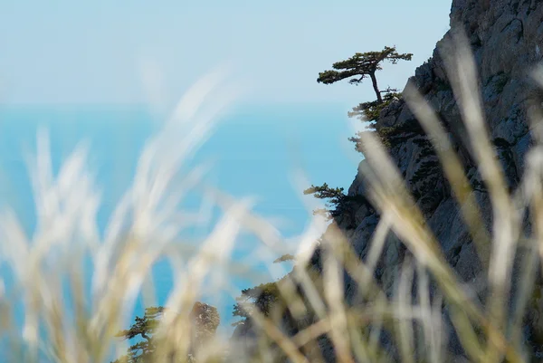 깃털 잔디 전경으로 바위에 외로운 소나무. — 스톡 사진