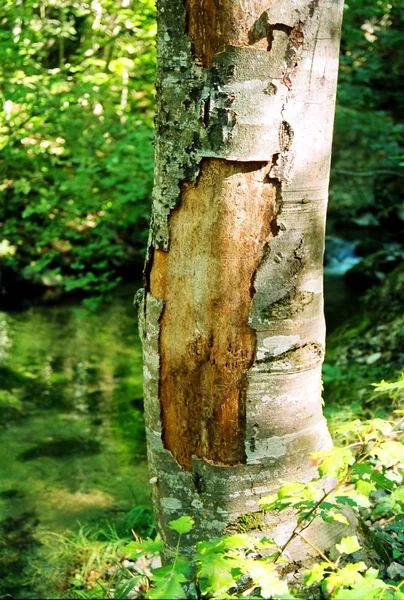 Big tree with the ragged bark. — Stock Photo, Image