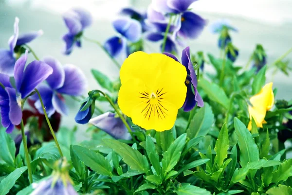 Pansy, Viola tricolor. — Fotografie, imagine de stoc
