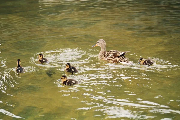 池のアヒルと鴨します。. — ストック写真