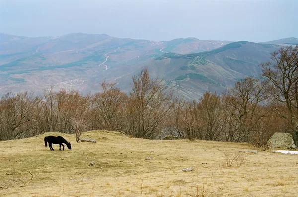 stock image Lonely horse on the mountainside.