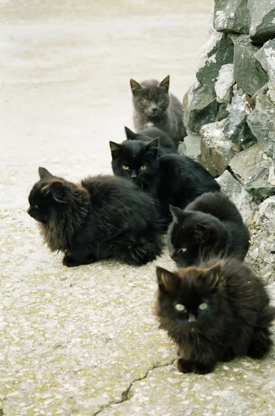 很多坐在地上的黑色小猫. — 图库照片