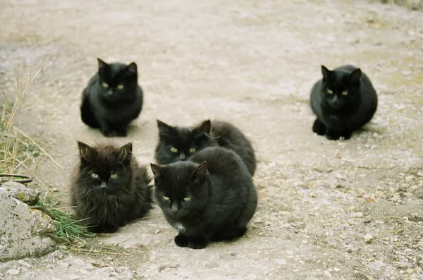 很多坐在地上的黑色小猫. — 图库照片