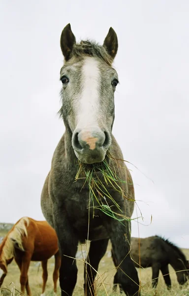Лошадь жует траву . — стоковое фото