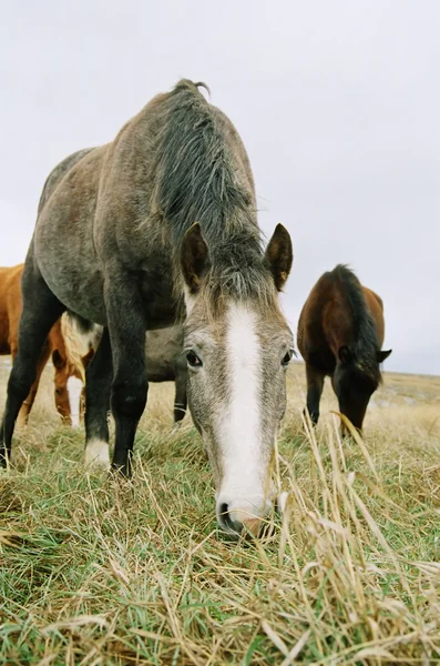 Koń do żucia na trawie. — Zdjęcie stockowe