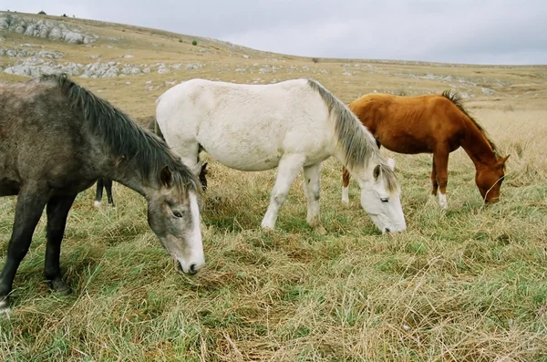 Drie grazende paarden van verschillende kleuren. — Stockfoto