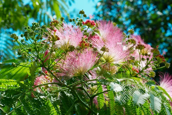 Flores de acácia (Albizzia julibrissin ). — Fotografia de Stock