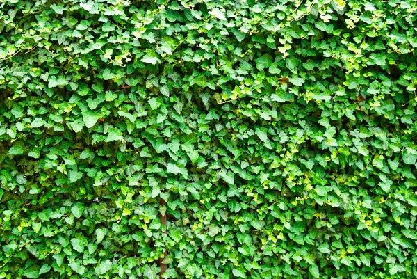 Wand der Blätter. Efeu (hedera helix)) — Stockfoto