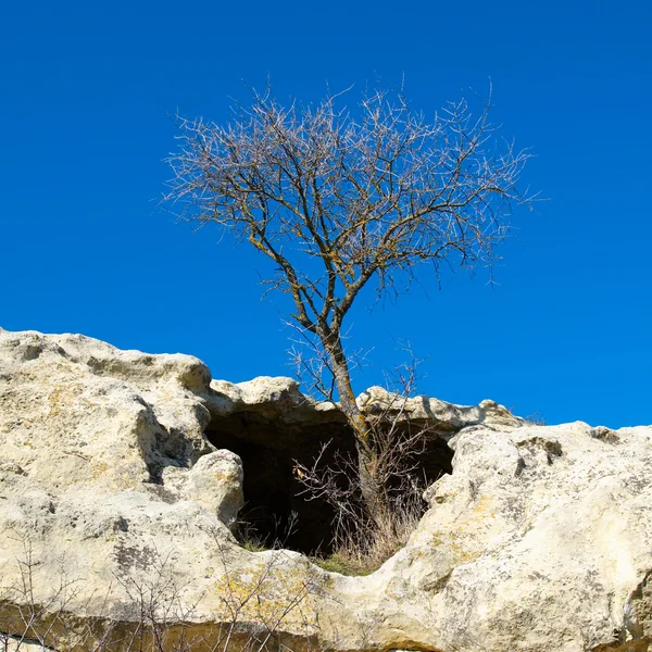 Drzewo w skałach piaskowca. — Zdjęcie stockowe