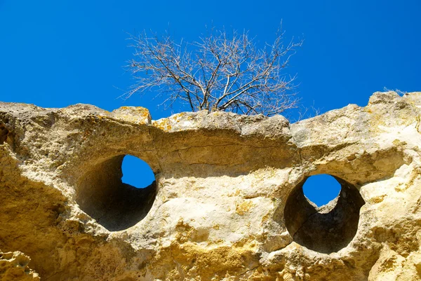 Drzewo na skałach z piaskowca. — Zdjęcie stockowe