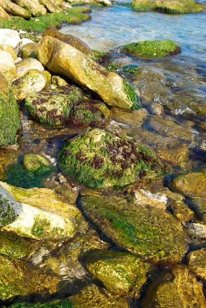 Берег з камінням з зеленими морськими водоростями . — стокове фото