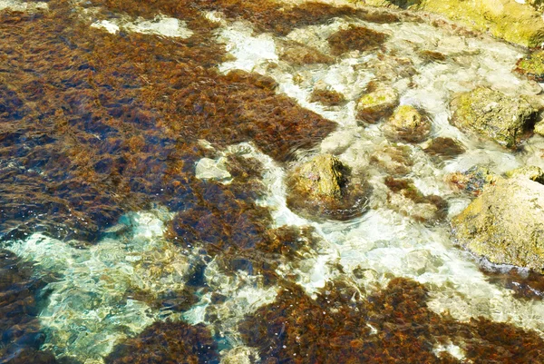 Берег с камнями с зелеными морскими водорослями . — стоковое фото