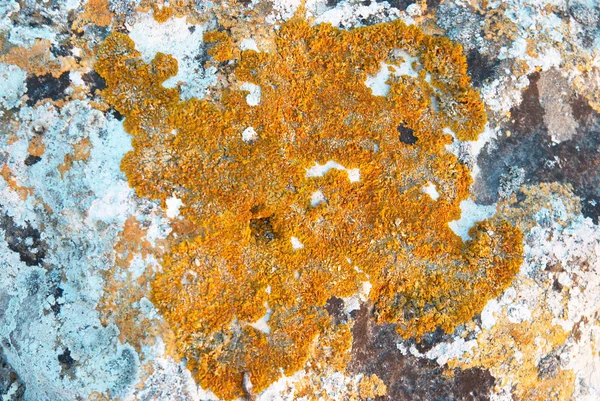 Lichens tekstur på steinen . – stockfoto