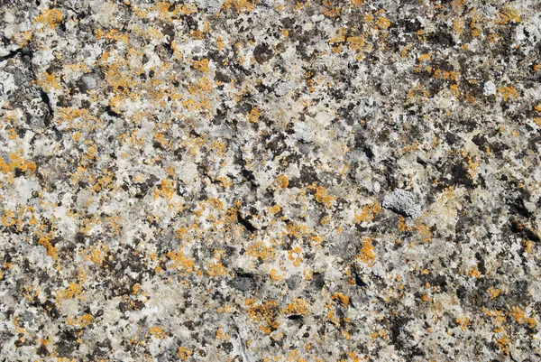 Texture di licheni sulla pietra . — Foto Stock