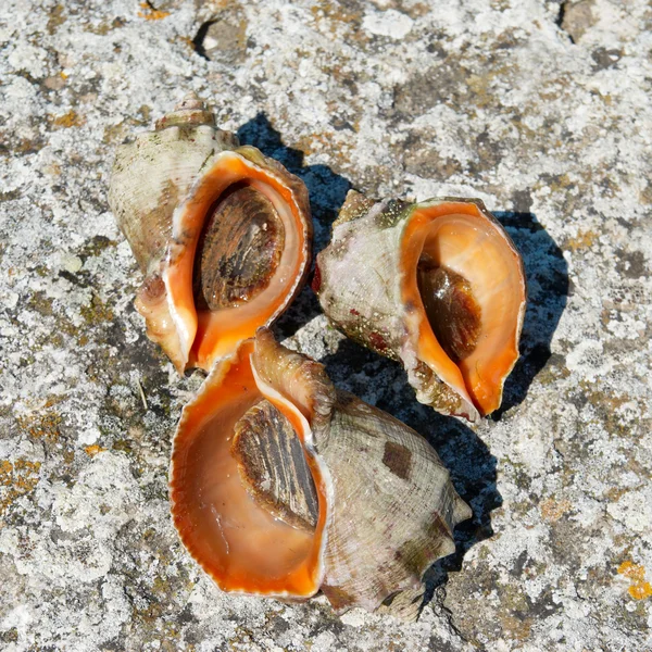 Conchas e moluscos de rapana venosa . — Fotografia de Stock