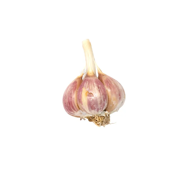 Un bulbo di aglio isolato su bianco . — Foto Stock