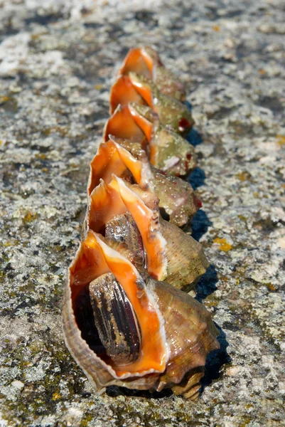 Coquilles et mollusques de rapana venosa . — Photo