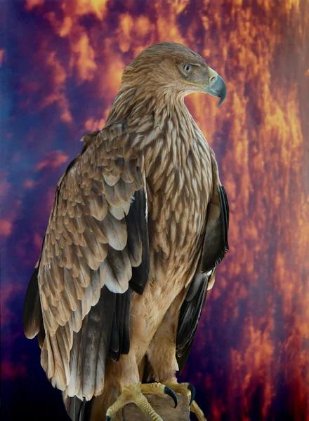 Een Hawk Eagle zit op de boom. — Stockfoto