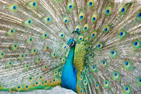 Stock image Peacock with open train.