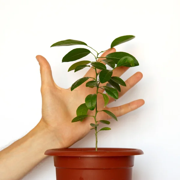 Πράσινα μικρά φυτά με ένα χέρι που απομονώνονται σε λευκό. — Φωτογραφία Αρχείου
