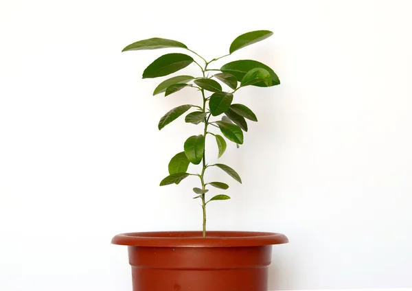 Groene jonge planten in de pot geïsoleerd op wit. — Stockfoto