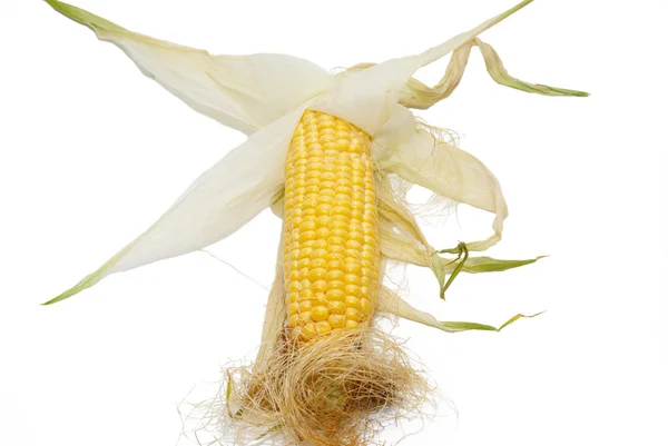 Amarelo milho jovem isolado no branco . — Fotografia de Stock