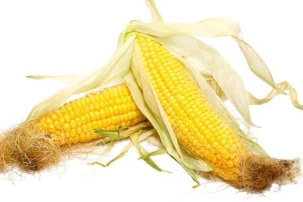 Żółty kukurydza młody na białym tle. — Zdjęcie stockowe