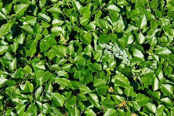 Dekorativní stěna zelených listů. — Stock fotografie